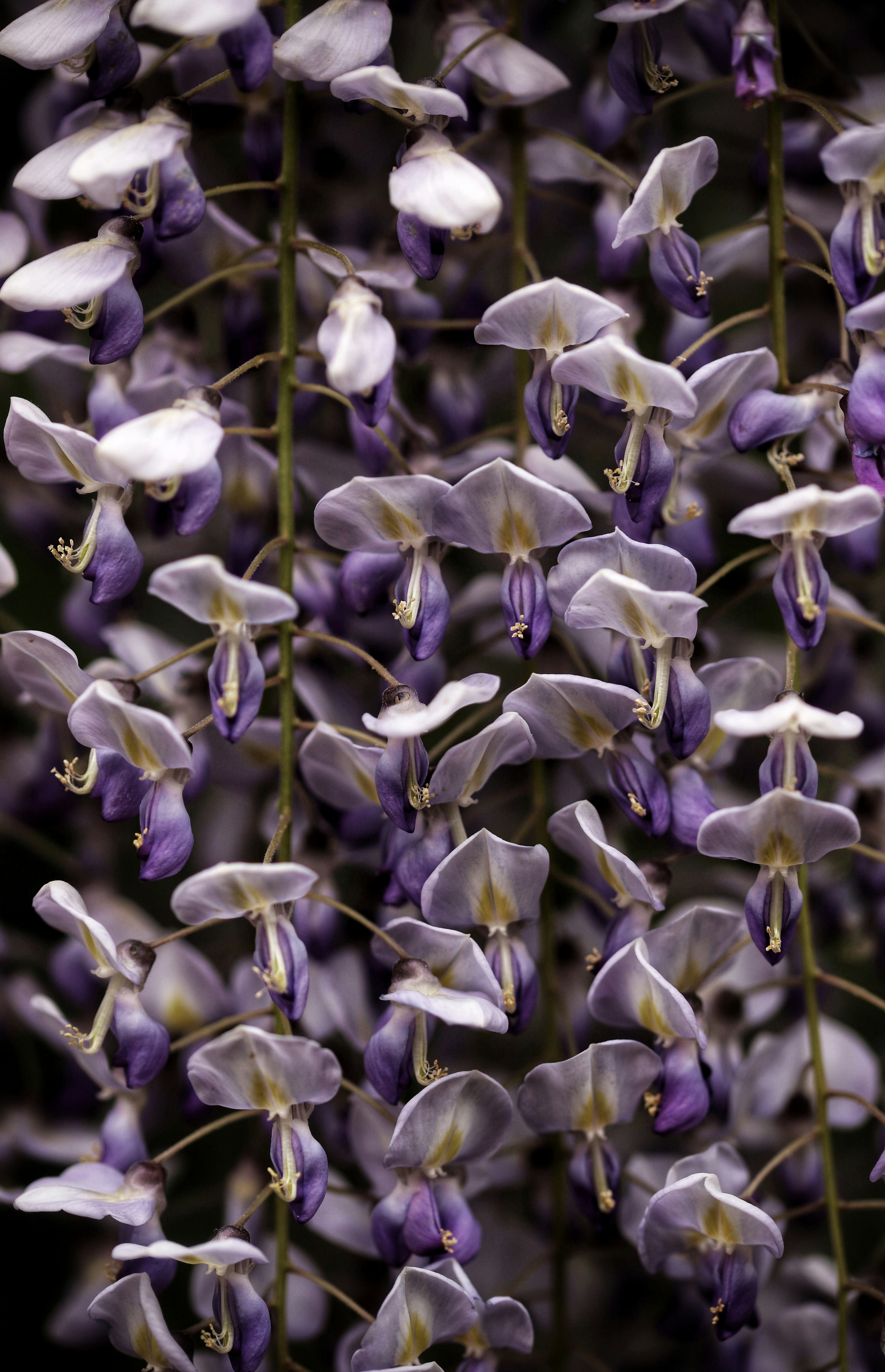 purple and white flower buds